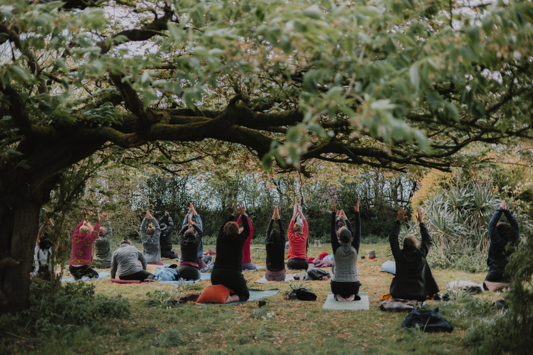 A group practising yoga outdoors beneath a spreading tree