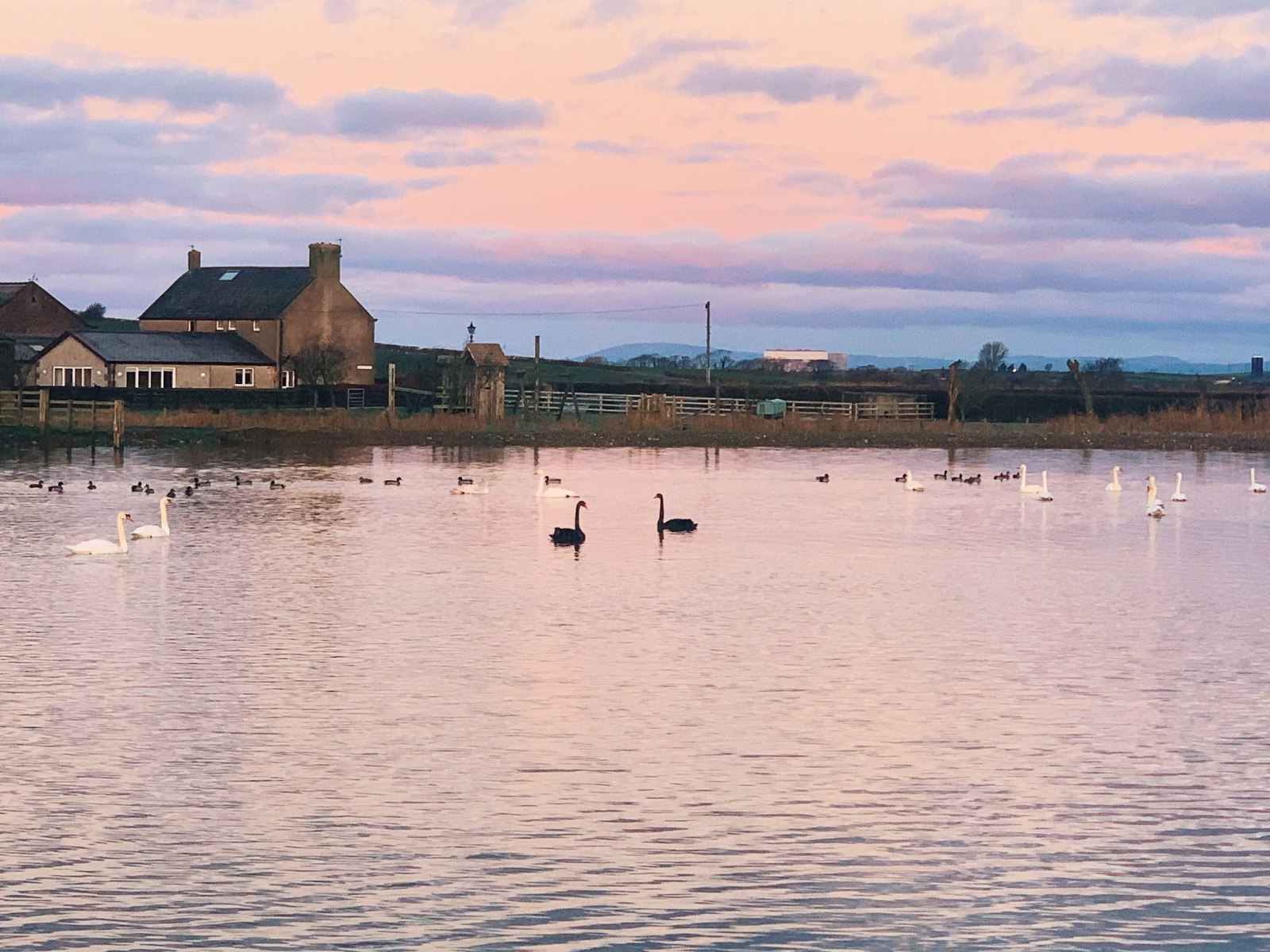 Swans and ducks on a pond beneath a pink evening sky at Patty’s Barn