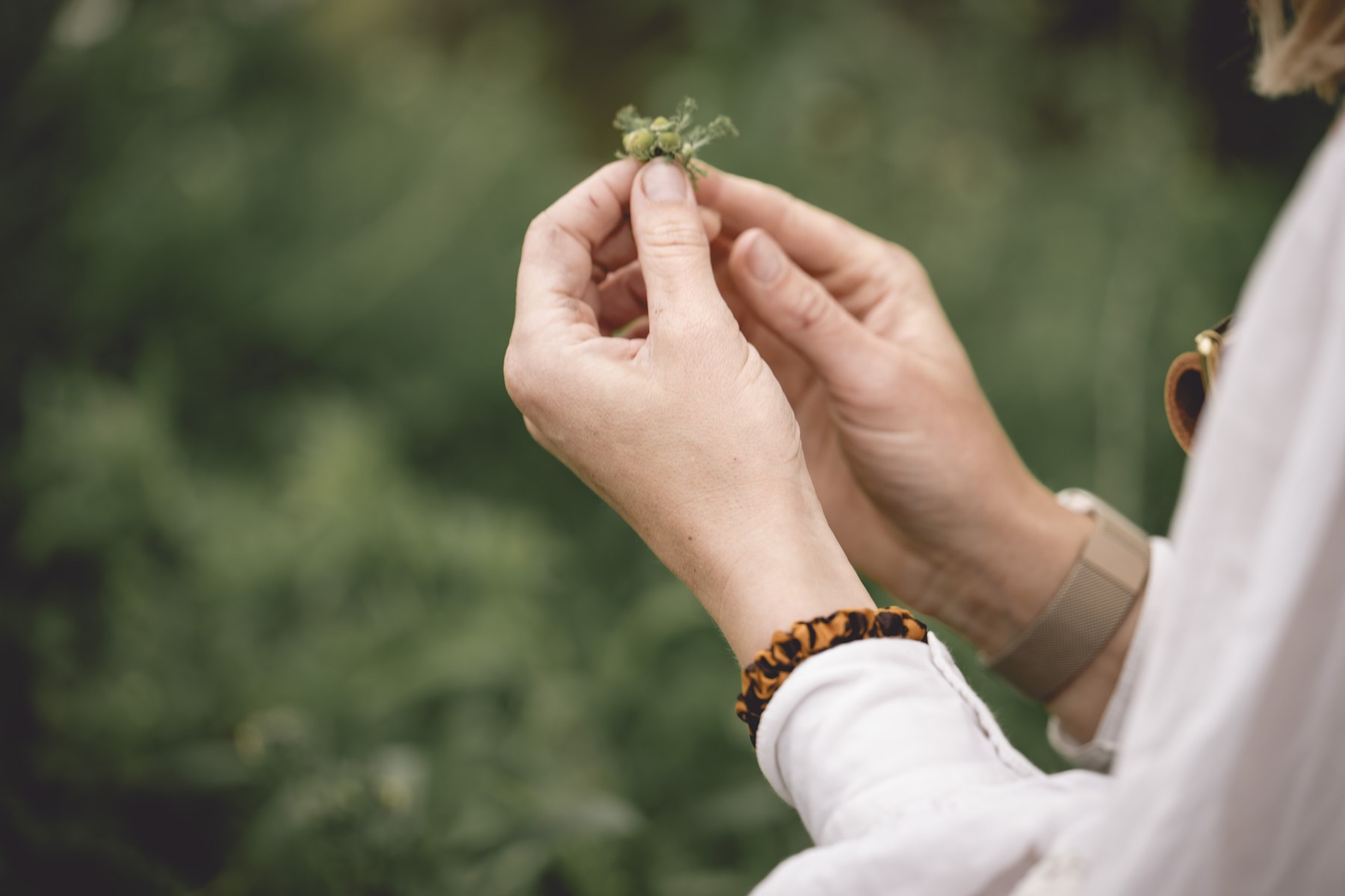Hands taking a closer look at a small plant during a nature experience