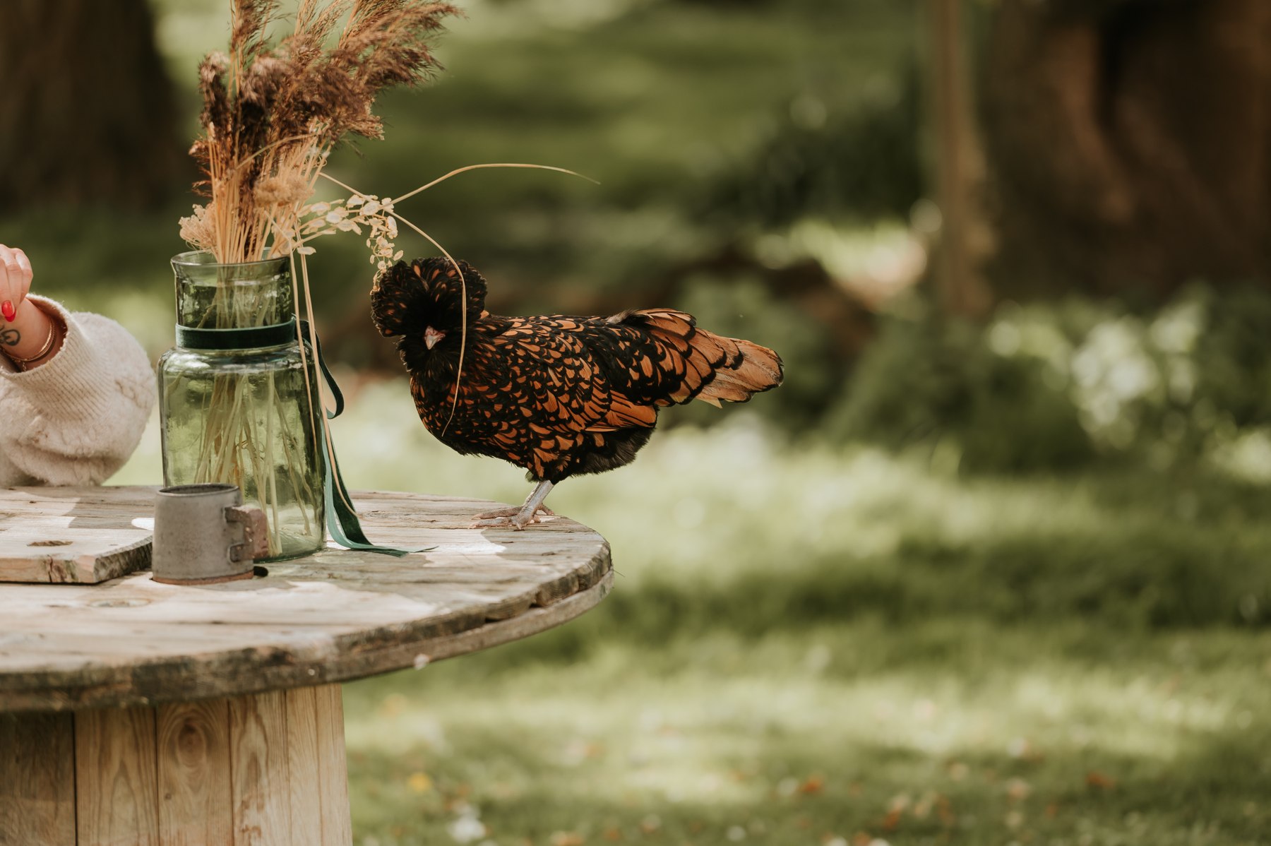 Robyn, a black and golden crested hen, on an outdoor table at Patty’s Barn
