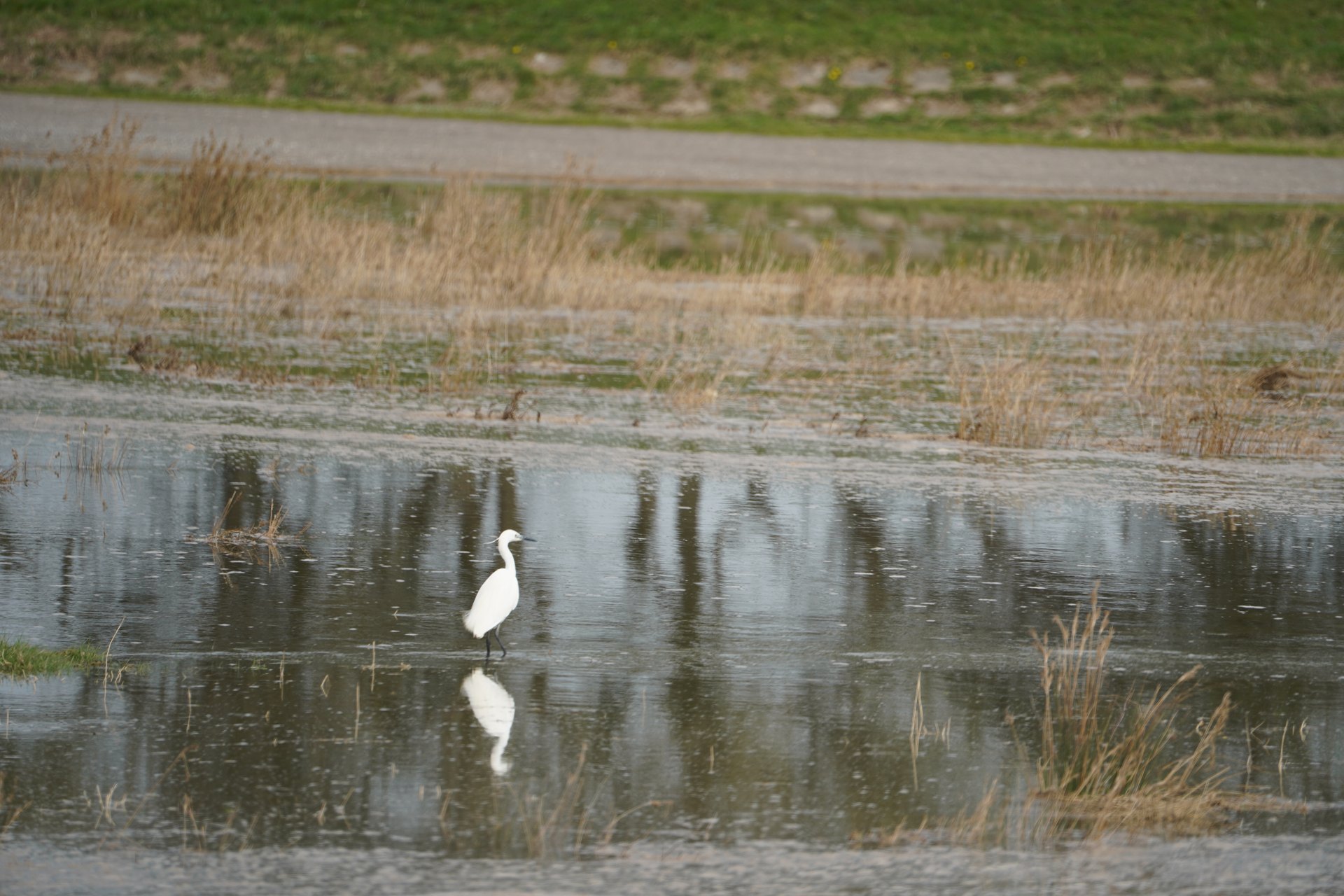 A white wading bird and its reflection in the wetland at Patty’s Barn